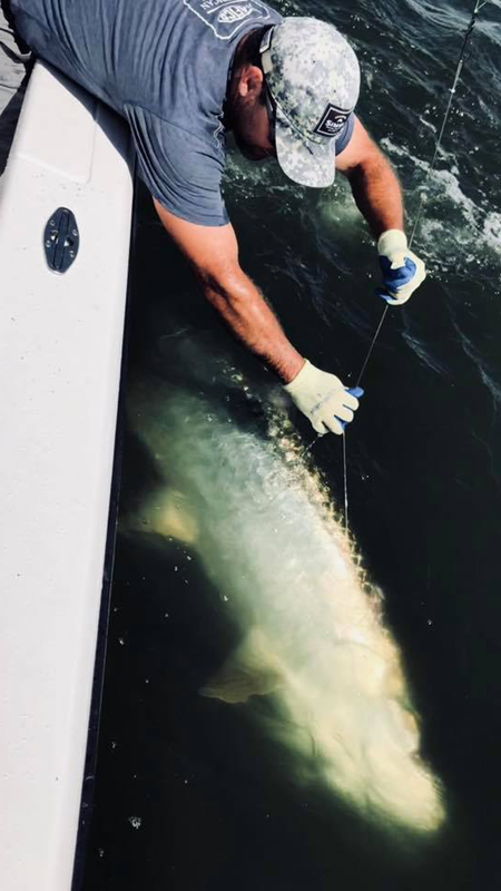 Tarpon fishing is a Ballay family tradition